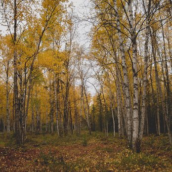 Smoke Jumper Trailhead - walking trails - Hiking Near Me - Anchorage, Alaska
