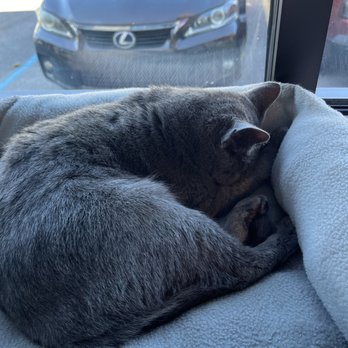 Naughty Cat Cafe - Kitty sleeping - Coffee & Tea Near Me - Chattanooga, Tennessee Naughty Cat Cafe - Kitty sleeping - Coffee & Tea Near Me - Chattanooga, Tennessee