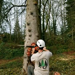 Trevor's Tree Service - This tree was infested and sick. Time to bring it down.