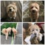 Photo of Doggieville Daycare