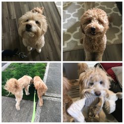Doggieville Daycare - Doodle-Love with Cooper and Mason!