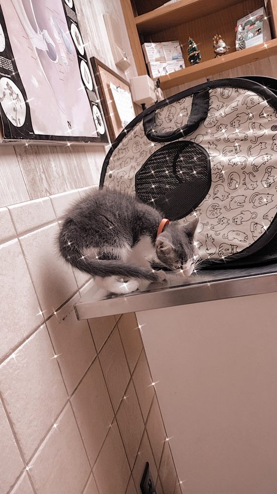 ANIMAL CLINIC OF NORTH CLARKSVILLE Updated August 2024 18 Reviews