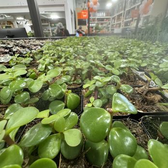 The Home Depot - Succulents - Hardware Stores Near Me - Honolulu, Hawaii The Home Depot - Succulents - Hardware Stores Near Me - Honolulu, Hawaii