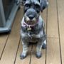 Photo of Romeo & Juliet Mobile Pet Spa