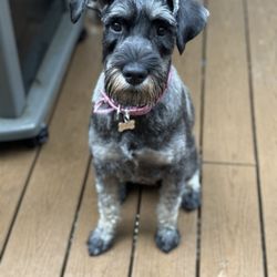 Romeo & Juliet Mobile Pet Spa - Gladys