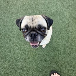 This is mochi my dog, giving me a perfect sit after a recall This is mochi my dog, giving me a perfect sit after a recall