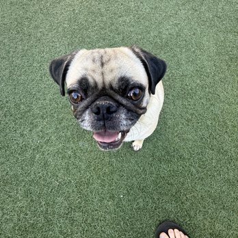 Cali K9 - This is mochi my dog, giving me a perfect sit after a recall - Pet Training Near Me - Los Angeles, California Cali K9 - This is mochi my dog, giving me a perfect sit after a recall - Pet Training Near Me - Los Angeles, California