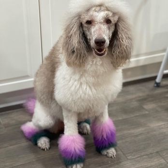 Shear Ecstasy Pet Grooming - Fashion colors! Her bow they put on her didn't survive my puppy lol - Pet Groomers Near Me - Glendale, Arizona Shear Ecstasy Pet Grooming - Fashion colors! Her bow they put on her didn't survive my puppy lol - Pet Groomers Near Me - Glendale, Arizona