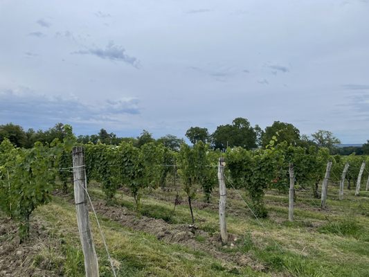 Hosmer Winery by null