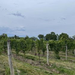 Hosmer Winery - Beautiful vineyards