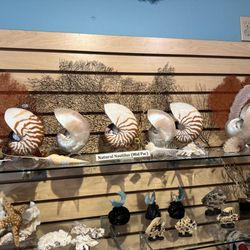 Nature's Own Gallery - Discover the beauty of nature's perfect spiral! Our Nautilus shells are not just stunning decor; they're a symbol of elegance and tranqu