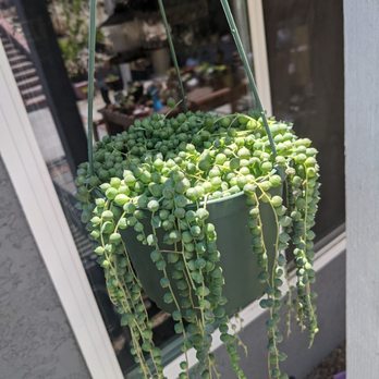Jessi Foliage and Plants - String of pearls - Nurseries & Gardening Near Me - Encinitas, California Jessi Foliage and Plants - String of pearls - Nurseries & Gardening Near Me - Encinitas, California