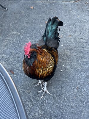 Fair Oaks Coffee House & Deli by null