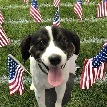 ACDT - Absolute Control Dog Training - Pet Training Near Me - Medford, New Jersey ACDT - Absolute Control Dog Training - Pet Training Near Me - Medford, New Jersey