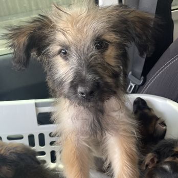 Got Your Six K9 Rescue - Animal Shelters Near Me - Phoenix, Arizona