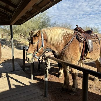Ponderosa Stables - Came back from ride and had a chance to pet these beautiful horses - Horseback Riding Near Me - Phoenix, Arizona Ponderosa Stables - Came back from ride and had a chance to pet these beautiful horses - Horseback Riding Near Me - Phoenix, Arizona