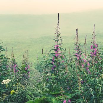 Hatcher Pass State Recreation Area - Fireweed at Hatcher Pass on a foggy August morning. - Hiking Near Me - Fishhook, Alaska