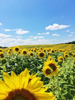 Pope Farm Conservancy by null