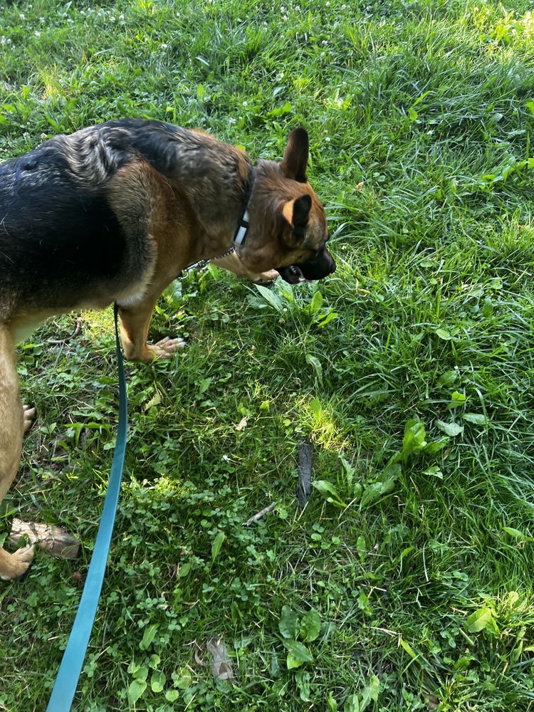 HELLO PETS Updated August 2024 Request an Appointment 20 Photos