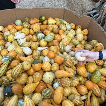 Planet Pumpkin - Pumpkin Patches Near Me - Fresno, California Planet Pumpkin - Pumpkin Patches Near Me - Fresno, California