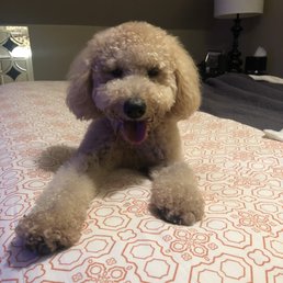 After one of his baths! After one of his baths!