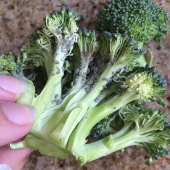 ALDI - Make sure you check your veggies really, really well before you purchase them. - Grocery Near Me - Fountain Valley, California