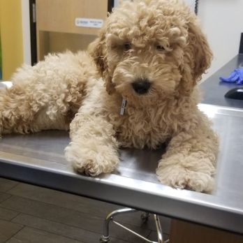 Petco - Before pic - Pet Stores Near Me - San Diego, California