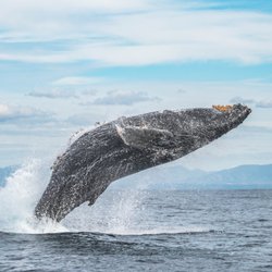 Gone Whale Watching - Big breaching Humpback!