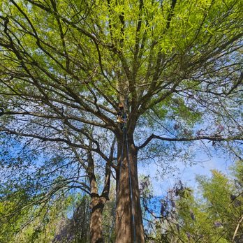 The Tree's Knees - This is a willow oak i was removing wisteria, and raising the lower branches for more driveway access. - Tree Services Near Me The Tree's Knees - This is a willow oak i was removing wisteria, and raising the lower branches for more driveway access. - Tree Services Near Me