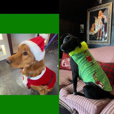 Fur-Kids Boutique by null