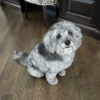 The Barking Lot - Blue's "after" pic:) - Pet Groomers Near Me - Etobicoke, Ontario The Barking Lot - Blue's "after" pic:) - Pet Groomers Near Me - Etobicoke, Ontario