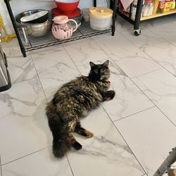 The Black Cat Market - Our Peppy