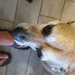 Cornelius Pet Care