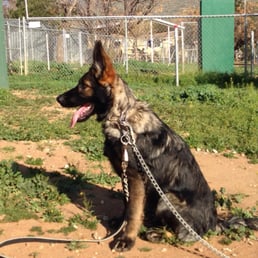 Otto (Urban Legend) at 5 months old Otto (Urban Legend) at 5 months old
