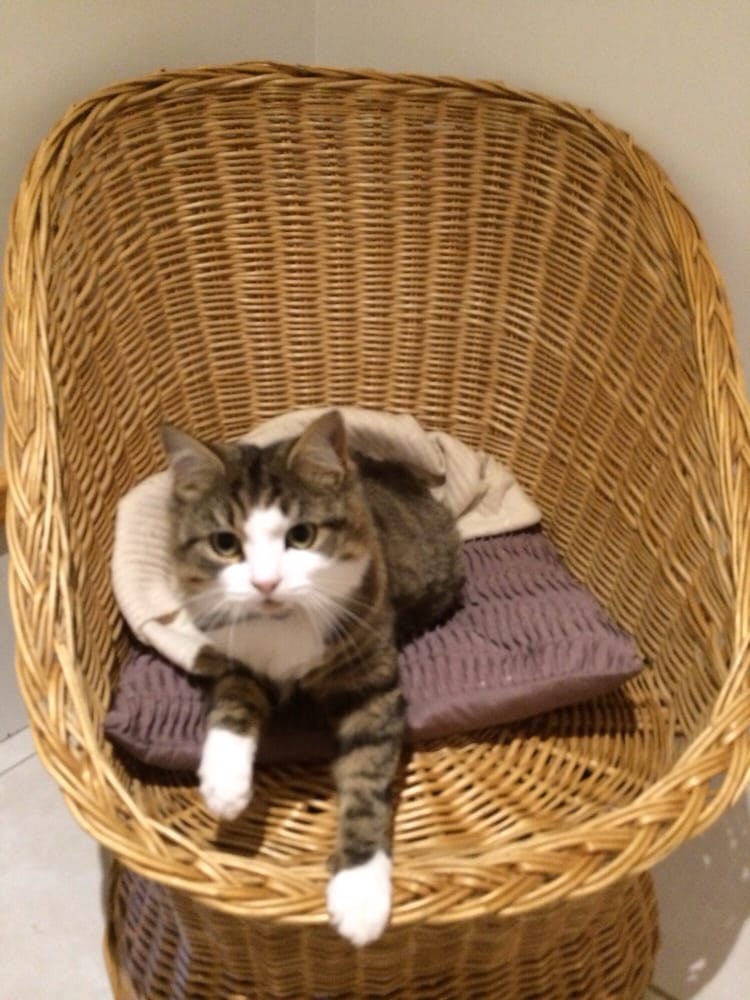 LEVERNBANK KENNELS Updated September 2024 Glasgow Road, Glasgow, United Kingdom Pet