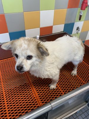 Unleashed by Petco by null