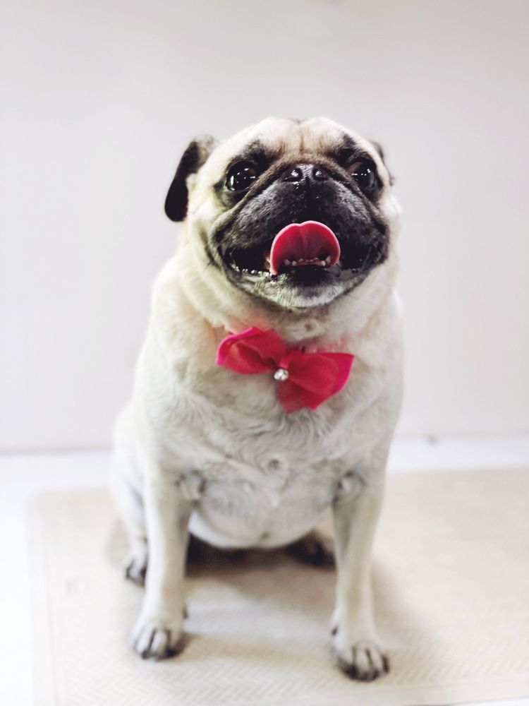 PUPWASH911 Updated October 2024 147 Photos & 43 Reviews Chino