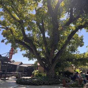 The Backyard Social Club - Peaceful tree - Social Clubs Near Me - Clovis, California The Backyard Social Club - Peaceful tree - Social Clubs Near Me - Clovis, California