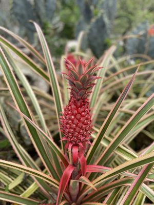 Photo of Mounts Botanical Garden - West Palm Beach, FL, US.