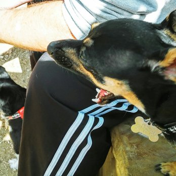 Wagging Tail Dog Park - Dog Parks Near Me - Dallas, Texas Wagging Tail Dog Park - Dog Parks Near Me - Dallas, Texas