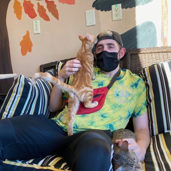 Kitty Brew Cat Cafe - Just hangin' with the babies! - Pet Adoption Near Me - Mason, Ohio