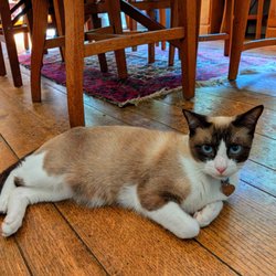 Community Concern For Cats