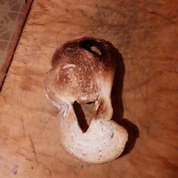 Giant Eagle - This is the toast I got for my five dollars. One big tunnel all the way through and another smaller one under the crust.