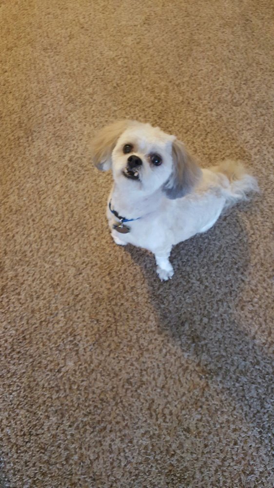 JUST GROOMING Updated August 2024 447 E Millett Ave, Mesa, Arizona Pet Groomers Phone