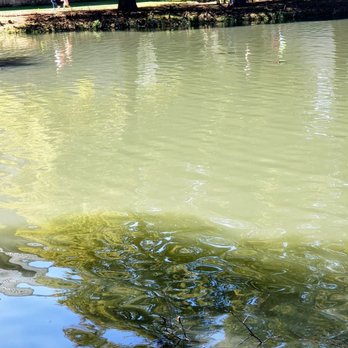 The Leonhardt Lagoon - Lots of turtles and fish in this shallow small lake - Lakes Near Me - Dallas, Texas The Leonhardt Lagoon - Lots of turtles and fish in this shallow small lake - Lakes Near Me - Dallas, Texas