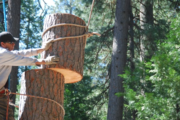 "Valley Springs’ Trusted Tree Experts Since 2010" - "Valley Springs’ Trusted Tree Experts Since 2010"