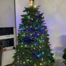 Pumpkin City's Christmas Trees