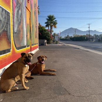 Inertia Canine - Neighbor walks - Pet Training Near Me Inertia Canine - Neighbor walks - Pet Training Near Me
