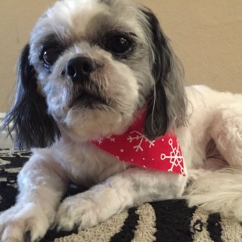 Fancy Paws - Pet Groomers Near Me - Carson, California