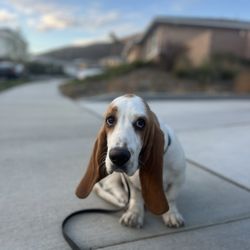 Butterworth Dog Training - Starting my training